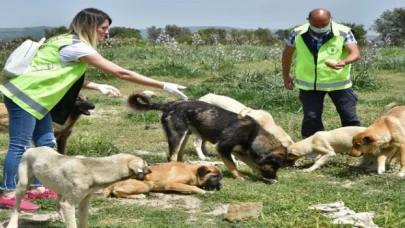 Sokak hayvanlarına Bursa şefkati