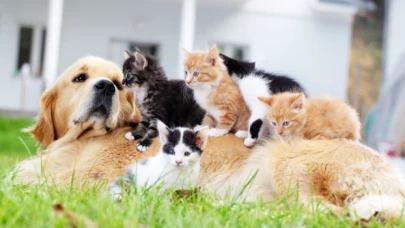 Sokaktan çipsiz hayvan sahiplenmeye ceza yok