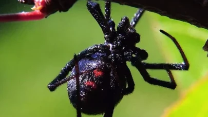 Türkiye'nin toksikoloji haritasında karadul vakalarında şaşırtan artış