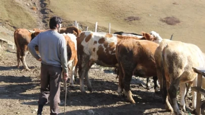 Üniversiteyi bitirip, köyünde çobanlık yapmayı seçti