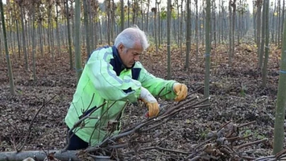 Üretim fidanlığında yetişiyor Kocaeli’yi yeşillendiriyor