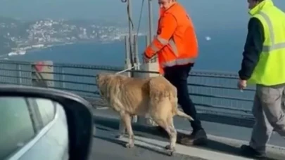 15 Temmuz Şehitler Köprüsü'ne giren köpek, güvenlik görevlilerince yakalandı