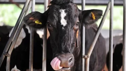 Canlı hayvan ithalatı yeniden başlıyor