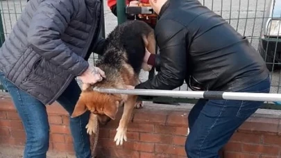 Demir çitlere sıkışan köpeği itfaiye kurtardı