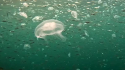 İstanbul Boğazı'nda denizanası istilası devam ediyor