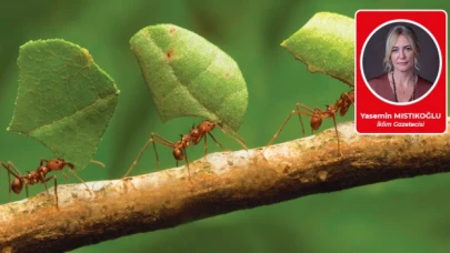 Karıncalar yok olursa!