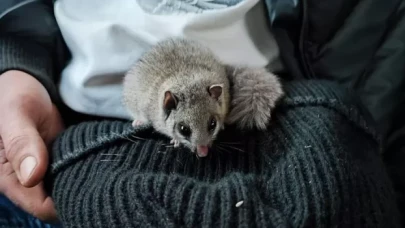 Kastamonu'da nesli tehlikede olan yediuyur görüldü