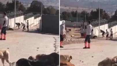 Konya barınağındaki köpek vahşetine 1 yıl 3 ay hapis cezası