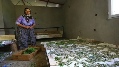 Muğla Büyükşehir Dut Fidanı Üretiyor, İpekböcekçiliğini Destekliyor