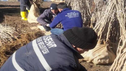 Muğla kozadan destek çıkarıyor