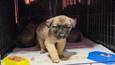 Deprem Bölgesi’ndeki Can Dostlarımız Bize Emanet