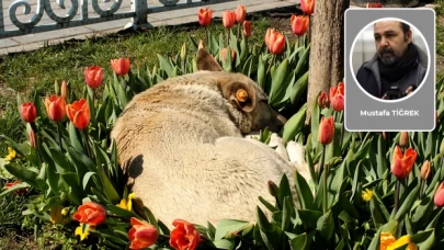 Saldırgan bir köpeğin geçmişinde mutlaka insan şiddeti vardır