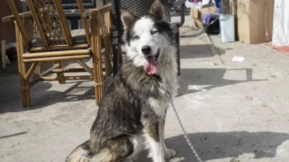 'Aleks' isimli köpek depremin 22. gününde enkazdan canlı kurtarıldı