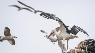 GPS ile takip edilen Leylek Jonas, İstanbul'da görüntülendi