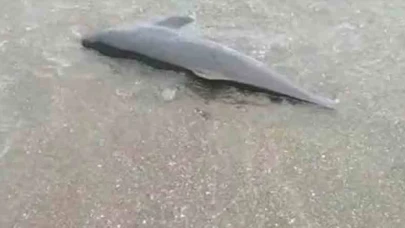 Sürmene’de sahile ölü yunus vurdu