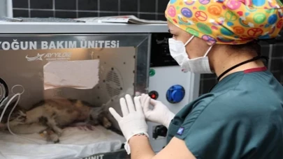 Can dostlar yeni evlerinde daha mutlu