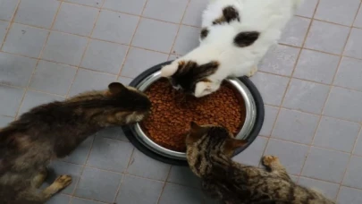 ‘Can Dostlara’ Türkiye’nin en modern tesisi