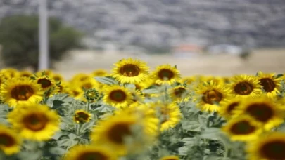 Çiftçinin yüzünü güldüren hibe