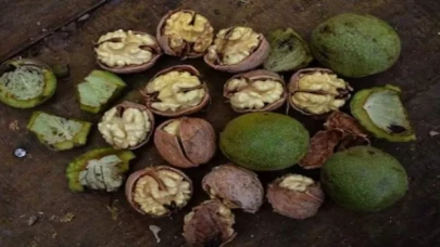 Deprem ceviz bahçelerini olumsuz etkiledi... Tarımsal altyapı büyük zararda!