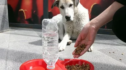 Edirne'de 'sahipsiz köpekler kayboldu' iddiası