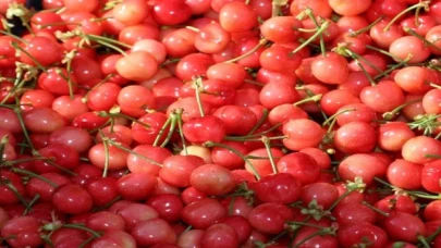 Kirazda hasat coşkusu