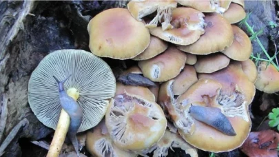 En çok zehirlenmeye yol açan mantar cinsi ’köygöçüren’