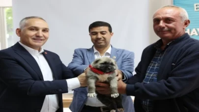 Manisa’da hayvan yetiştiricilerine kangal desteği