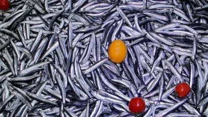 Türkiye'den 4 ayda yaklaşık 3,9 milyon dolarlık hamsi ihraç edildi