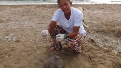 Bir haftada 5 ölü deniz kaplumbağası sahile vurdu