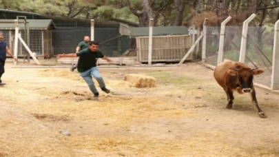 Kaçan kurbanlıkları ”Tim” yakalayacak