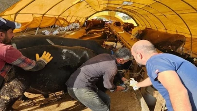 Keçiören Belediyesi veteriner denetiminden geçti