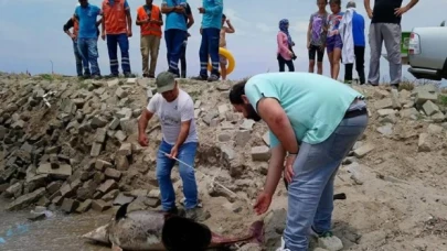 Kuşadası'nda son bir haftada 6 ölü yunus sahile vurdu