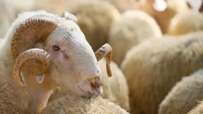 Türk Kızılay 2023 kurban vekalet bedellerini belirledi