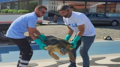 Yaralı Caretta İzmir’i sevdi