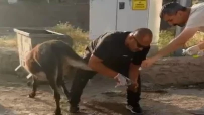 Başhekimden yaralı eşeğe insani müdahale