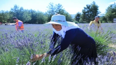 Muğla Büyükşehir Koku Vadisi’nde lavanta şenliği düzenliyor