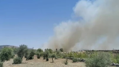 Muğla'nın Milas ilçesinde orman yangını çıktı