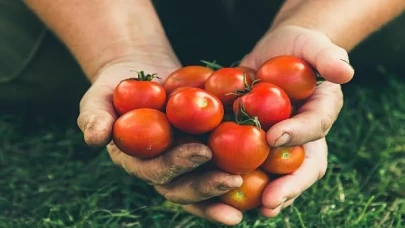 Rusya’ya domates ihracatında kota 500 bin tona çıktı