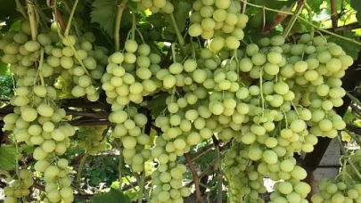 Superior Seedless Çeşidi Sofralık Üzümün ihracat yolculuğu başladı