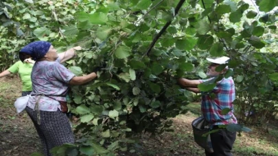 Fındık üreticileri işçi sıkıntısı çekmiyor