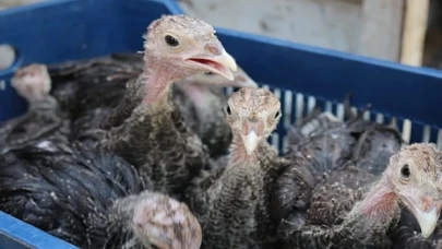 Hindi ile çekirge mücadelesi bu yıl da sürüyor