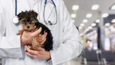 Veteriner hekimler 21 Ağustos'ta iş bırakıyor!