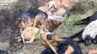 Bilecik'te köpek katliamı! 4 kişi gözaltına alındı