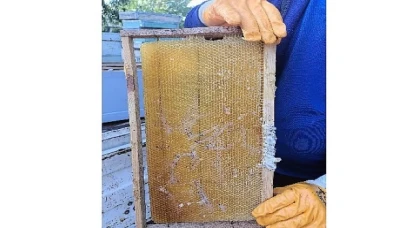 Büyükşehir 202 Bin Petek Şokladı