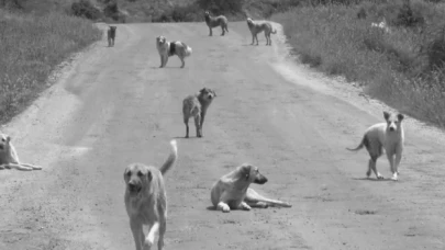 1935'de yayınlanan genelgeyle Atatürk çözümü böyle bulmuştu: Başıboş köpekler toplanacak mı?