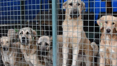 Ankara Valiliği'nden belediyelere 'sokak hayvanları' talimatı