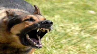 Ankara’daki köpek saldırısıyla ilgili İçişleri soruşturma başlattı
