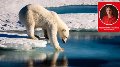 Bu ayılar nerden çıktı?
