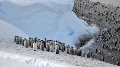 Güney Kutbu'nda 4 yeni imparator penguen kolonisi keşfedildi