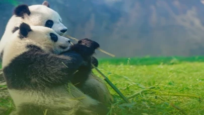 Sevgiyi ’doğayla koruma’ çağrısı